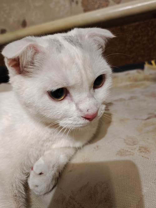 Please help save Maksik!