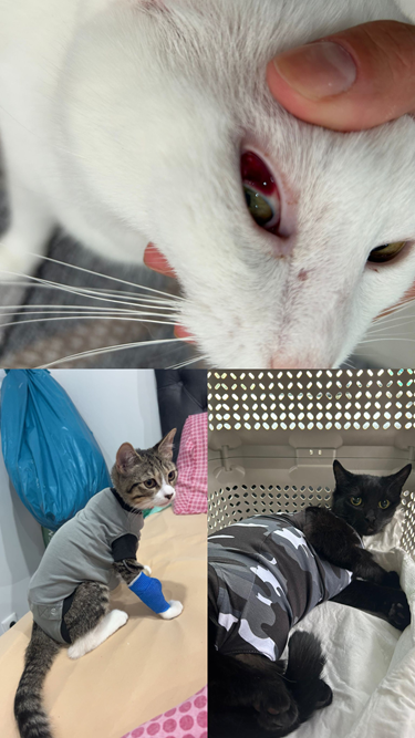 Bills from my 3 cats 