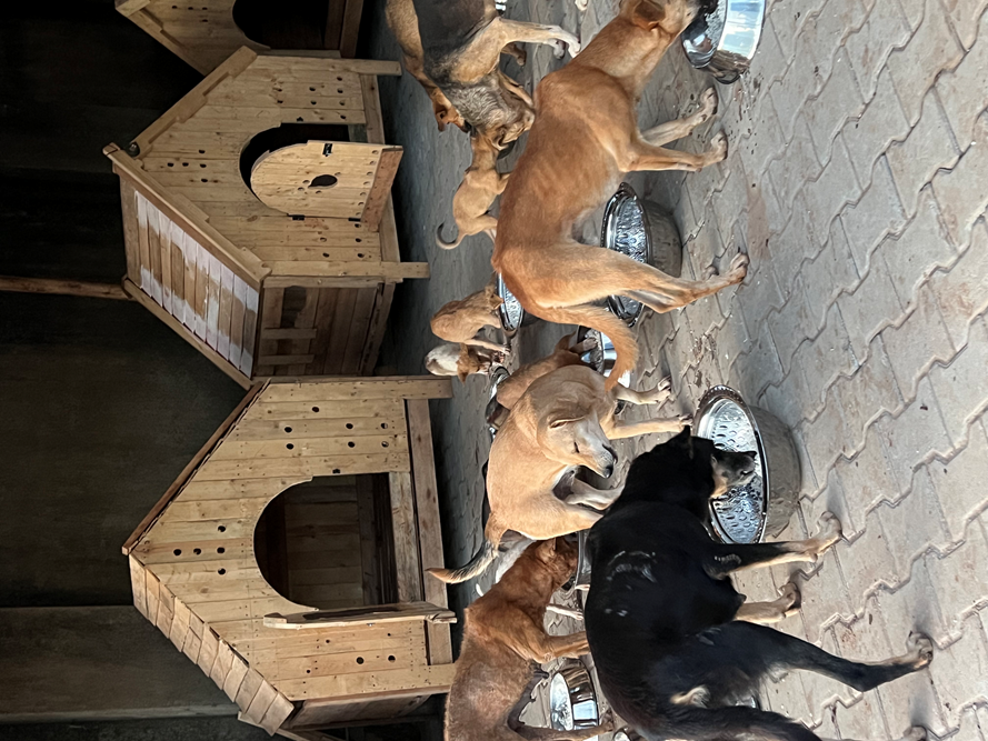 FOOD NEEDED AT RITAH ANIMAL RESCUE 