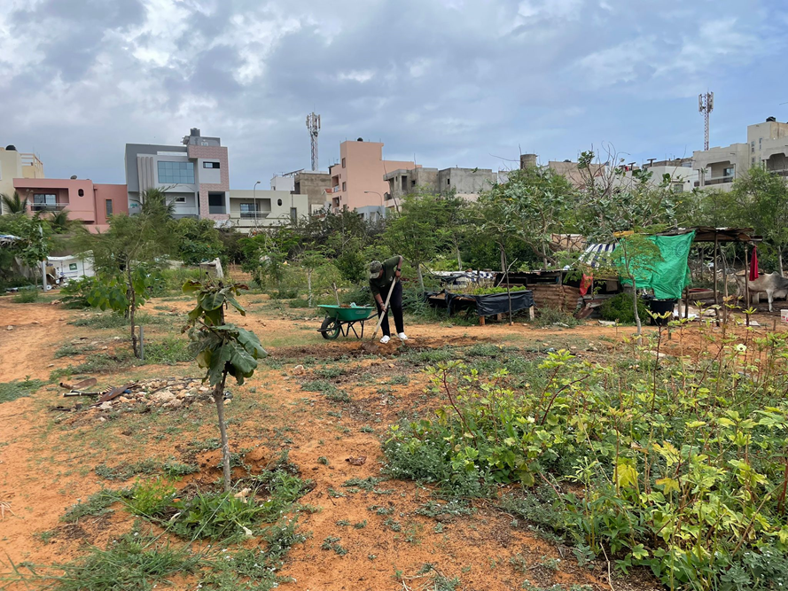 Community Garden in Dakar