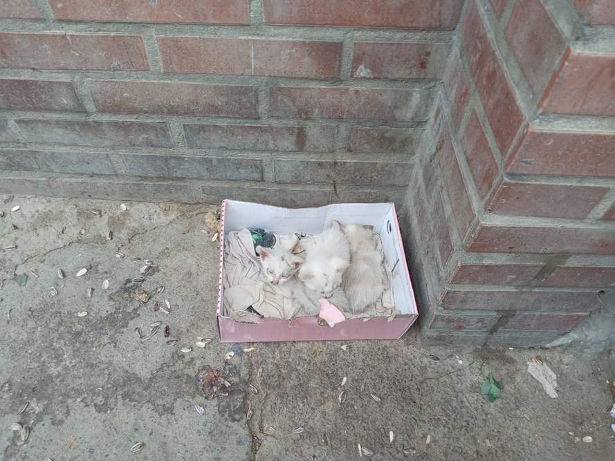 Ayuda para los Gatitos de Tía
